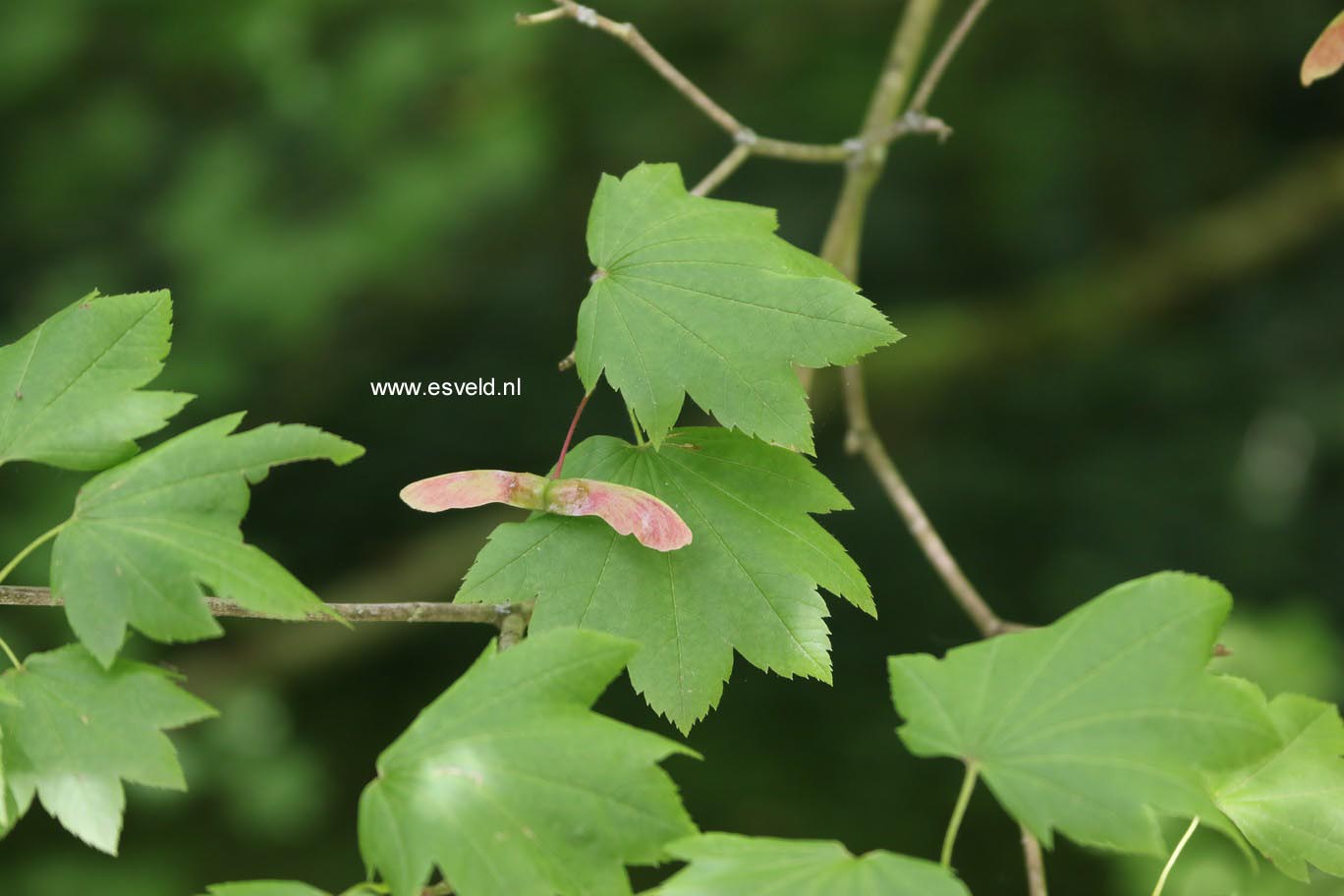 Acer circinatum