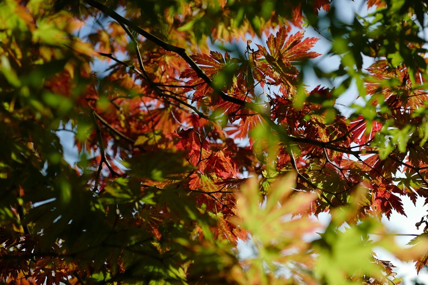 Acer japonicum 'Attaryi'