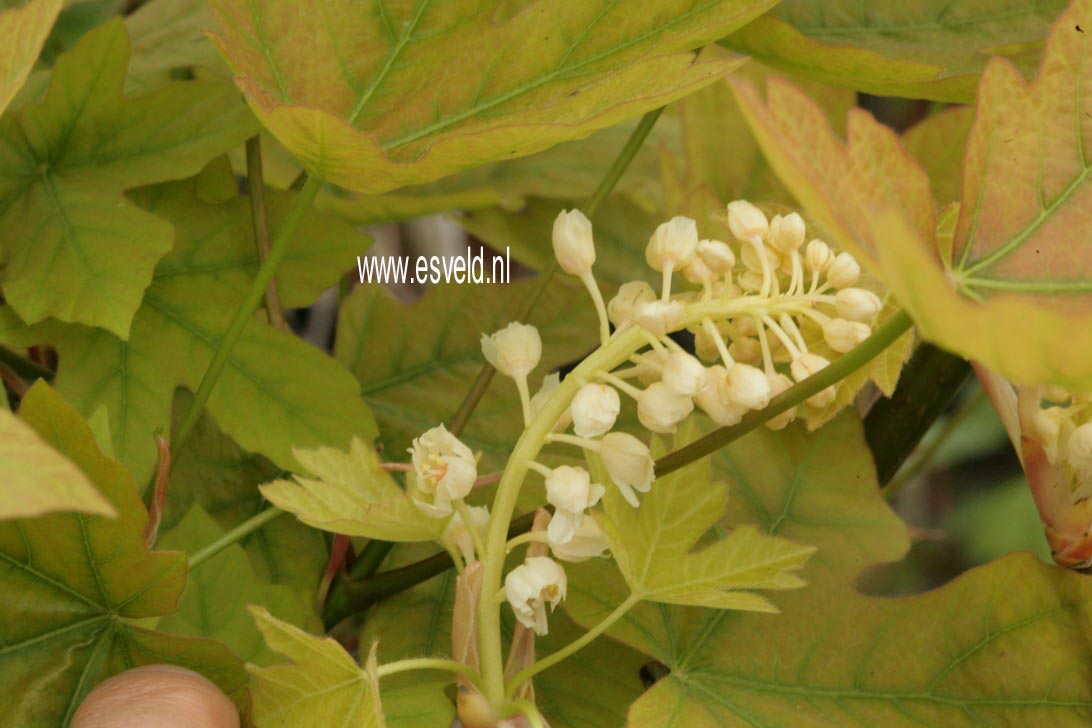 Acer macrophyllum