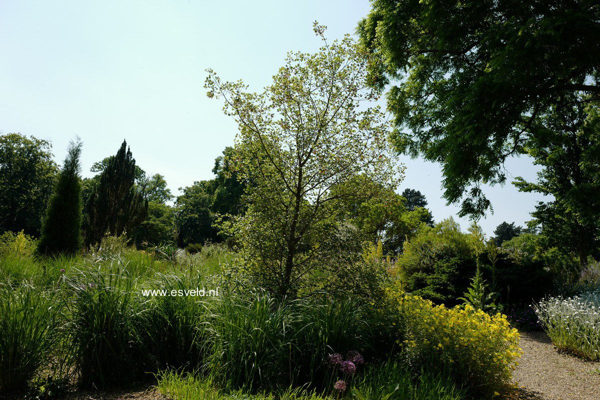 Acer monspessulanum