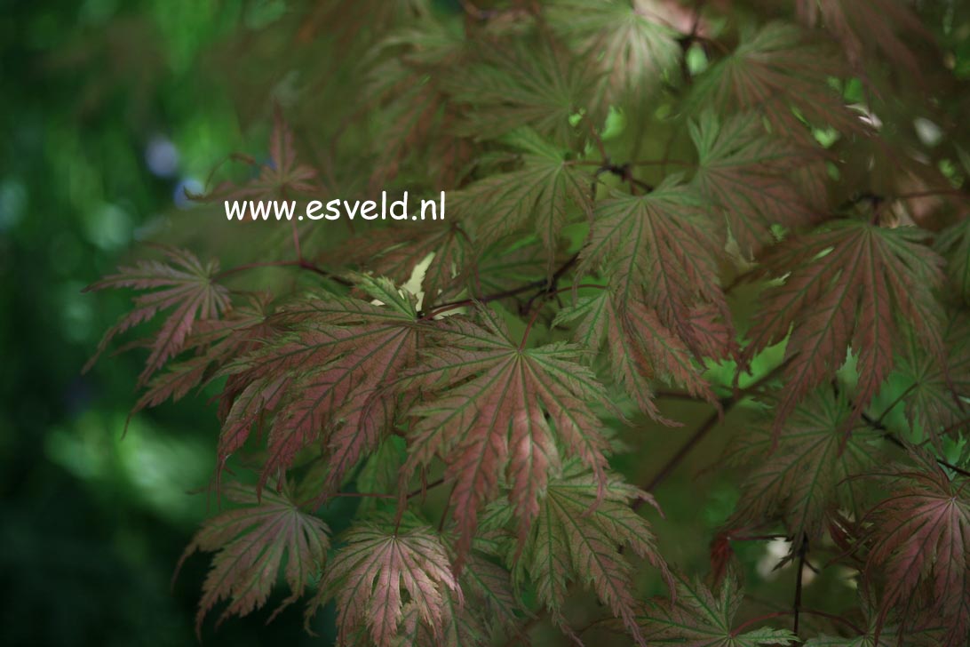 Acer palmatum 'Ariadne'