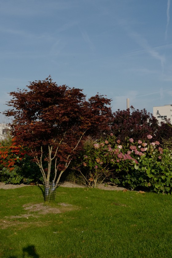 Acer palmatum 'Bloodgood'