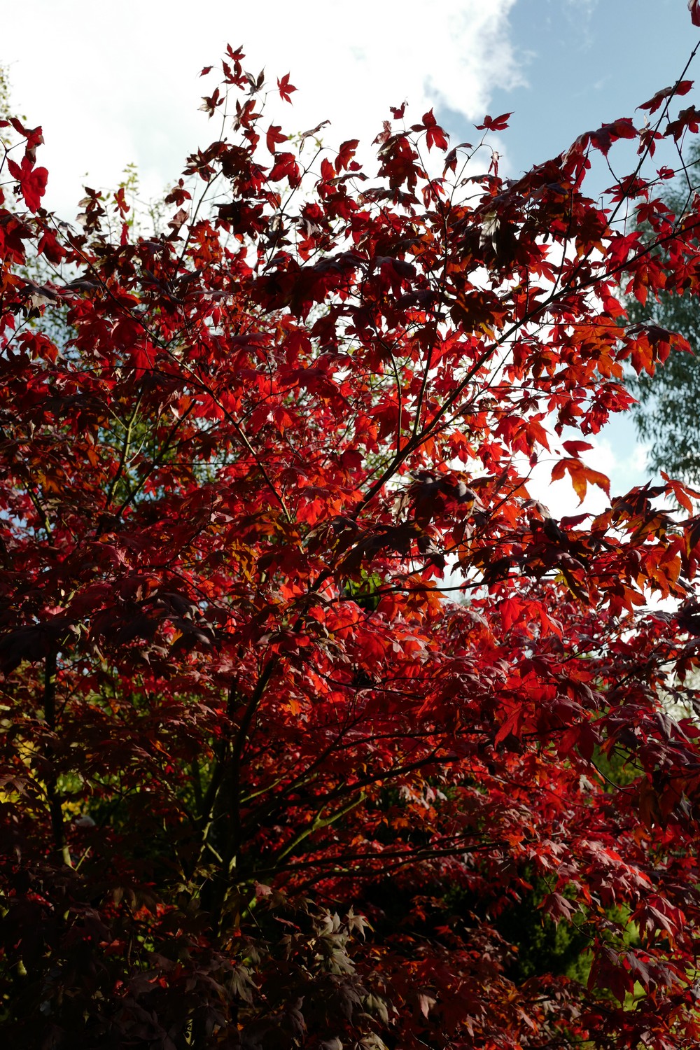 Acer palmatum 'Chitose-yama'