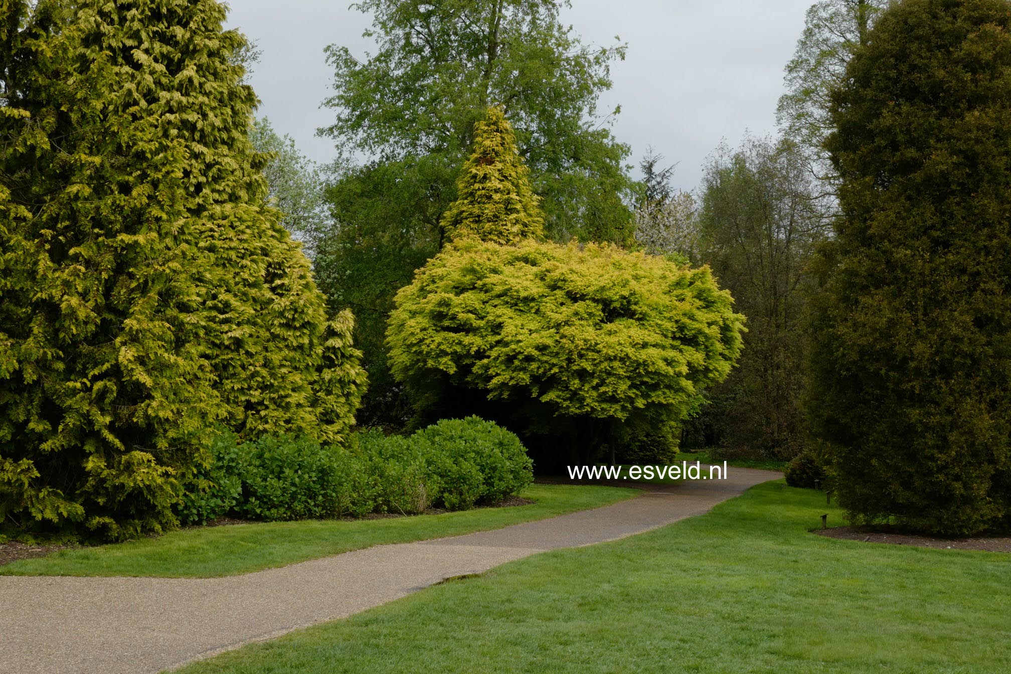 Acer palmatum 'Katsura'