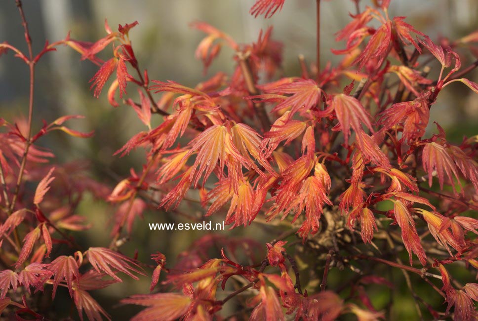 Acer palmatum 'Seigen'