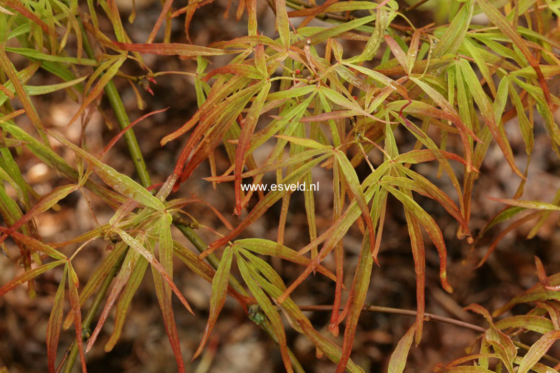 Acer palmatum 'Villa Taranto'