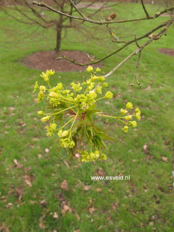 Acer pictum