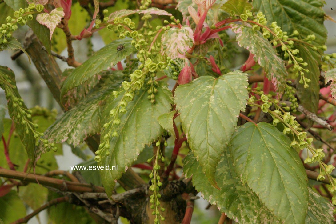 Acer rubescens 'Silver Cardinal'