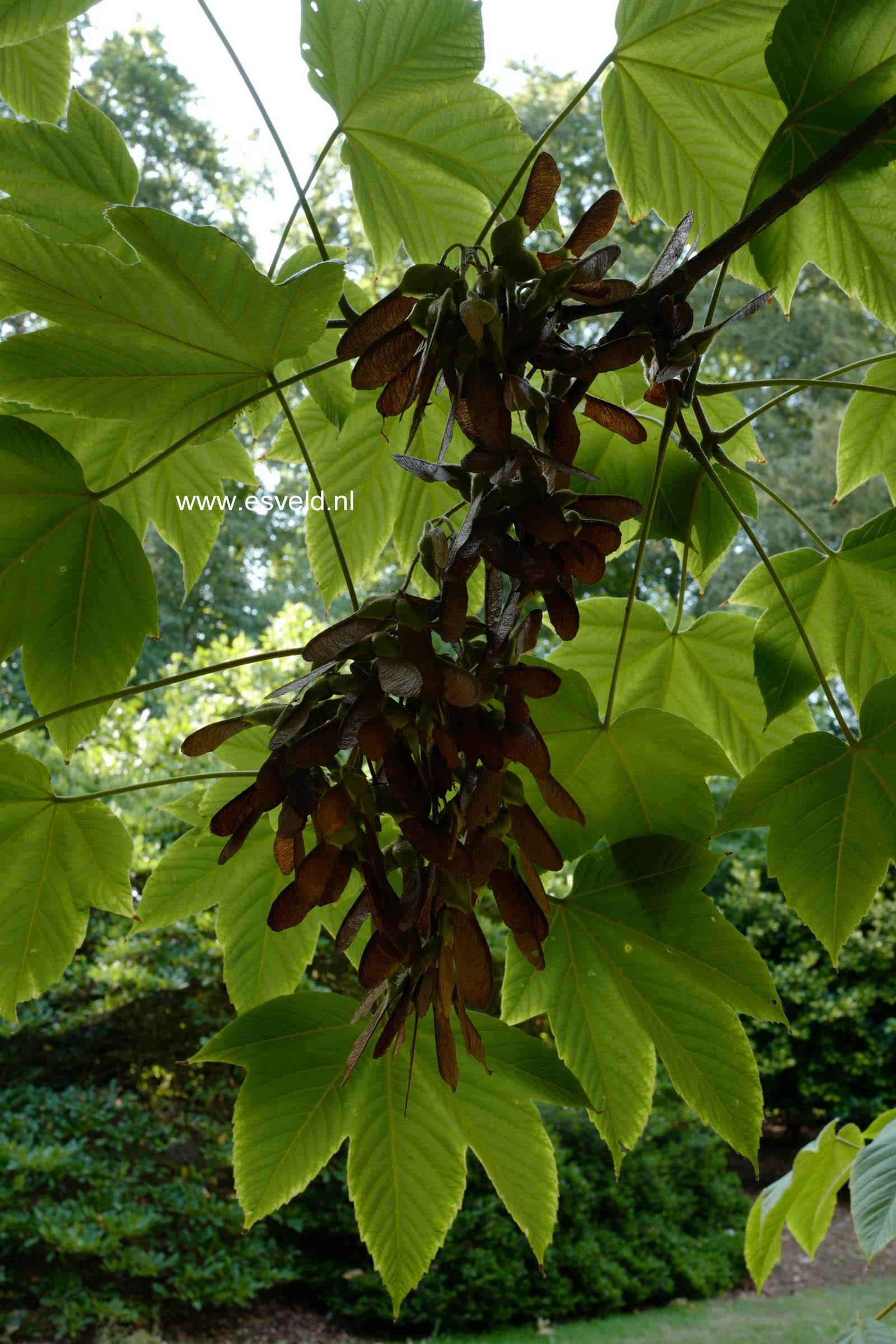 Acer sterculiaceum