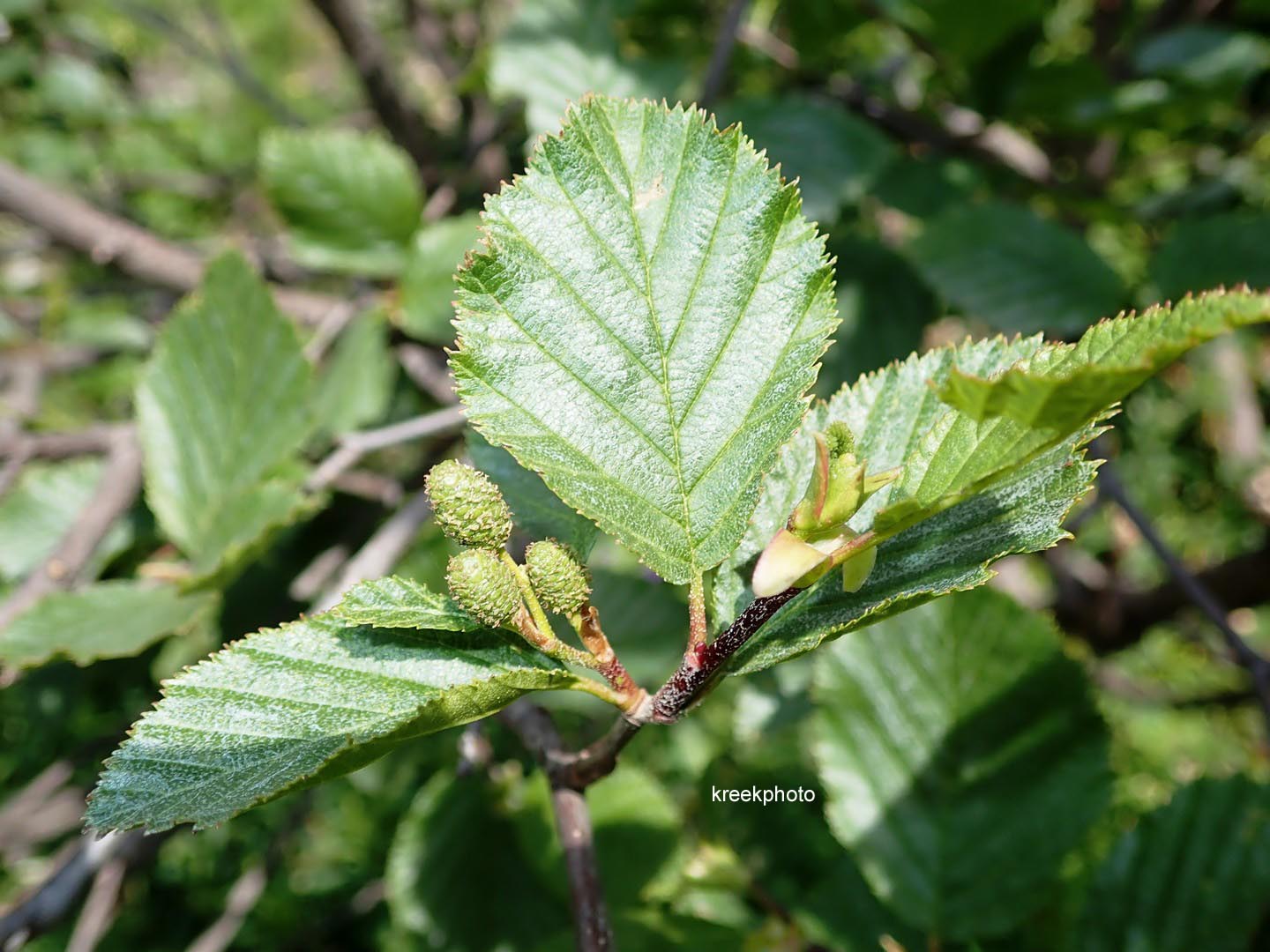 Alnus viridis