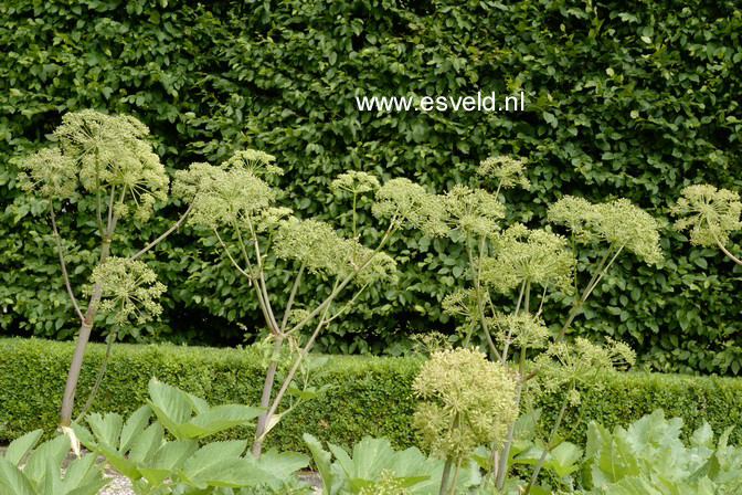 Angelica archangelica