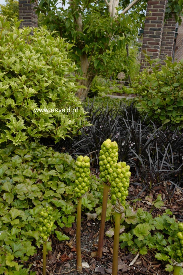 Arum italicum
