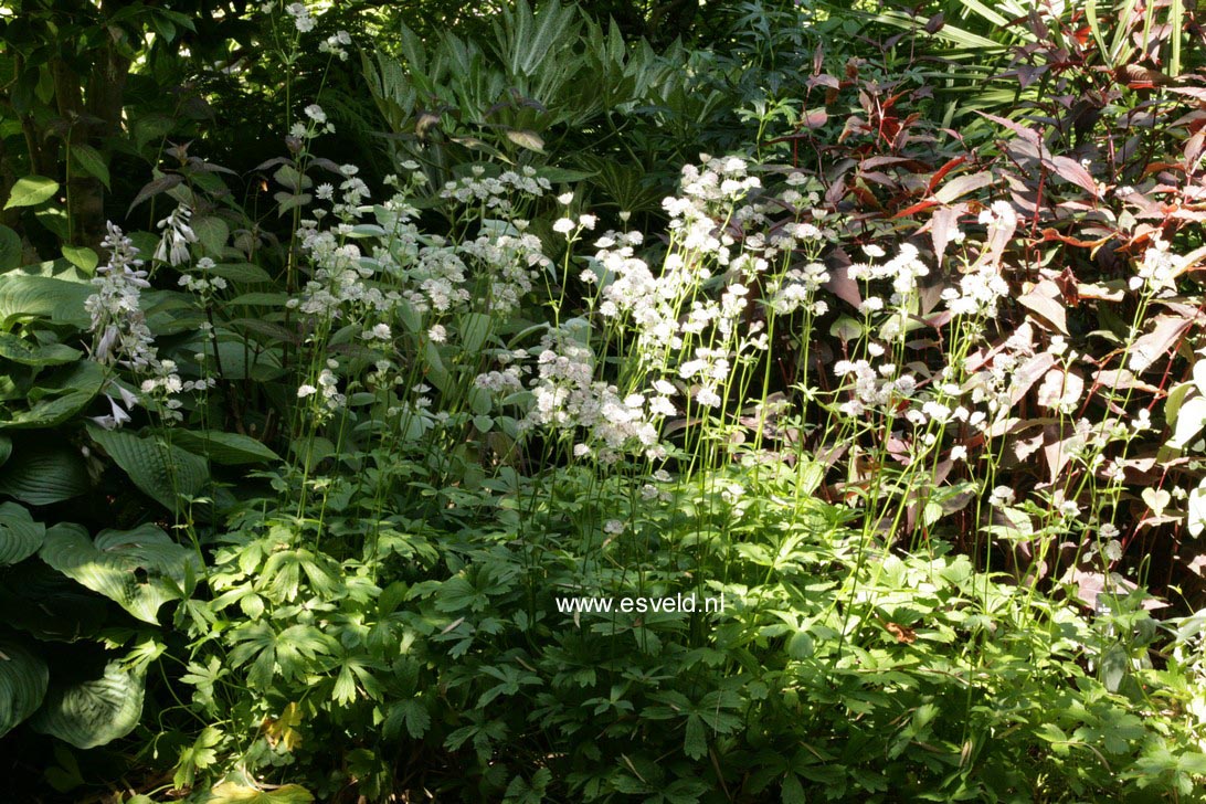 Astrantia major