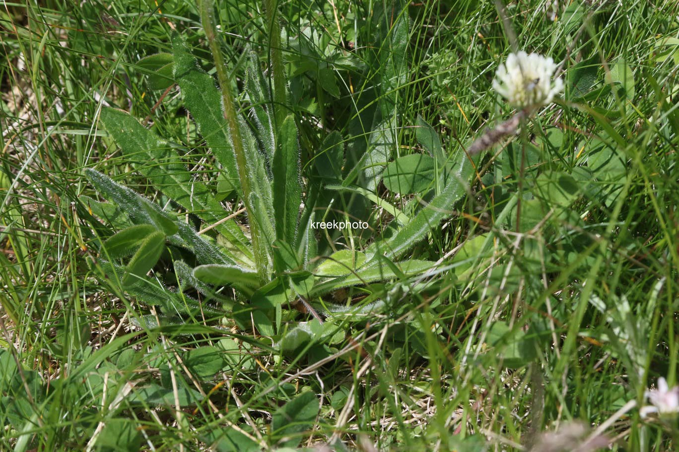 Campanula barbata