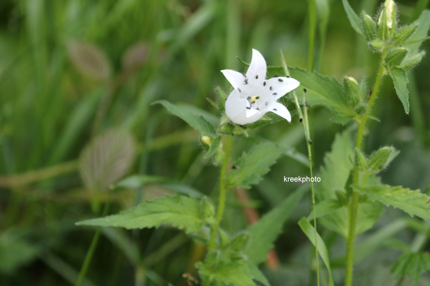 Campanula rapunculoides