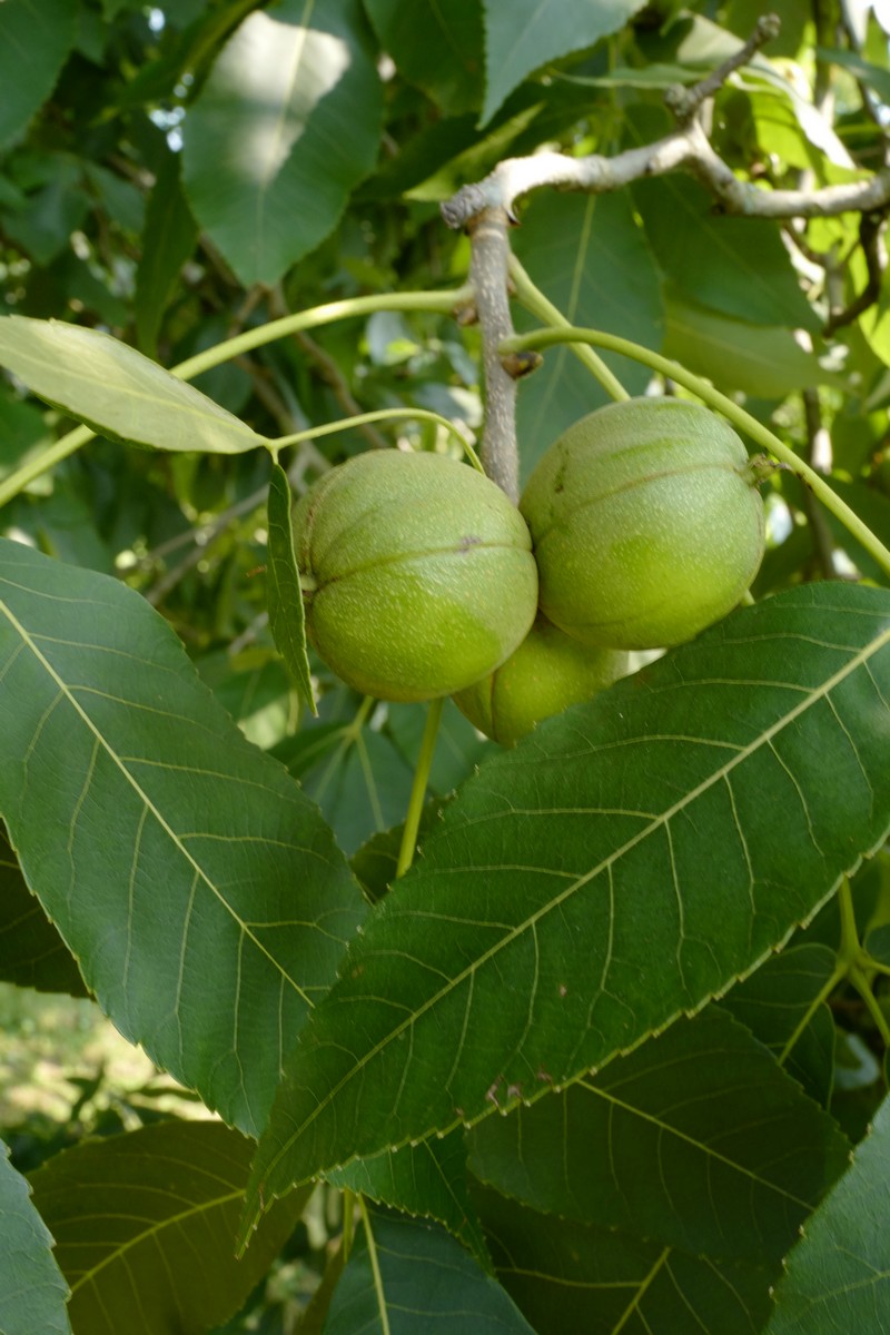 Carya ovata