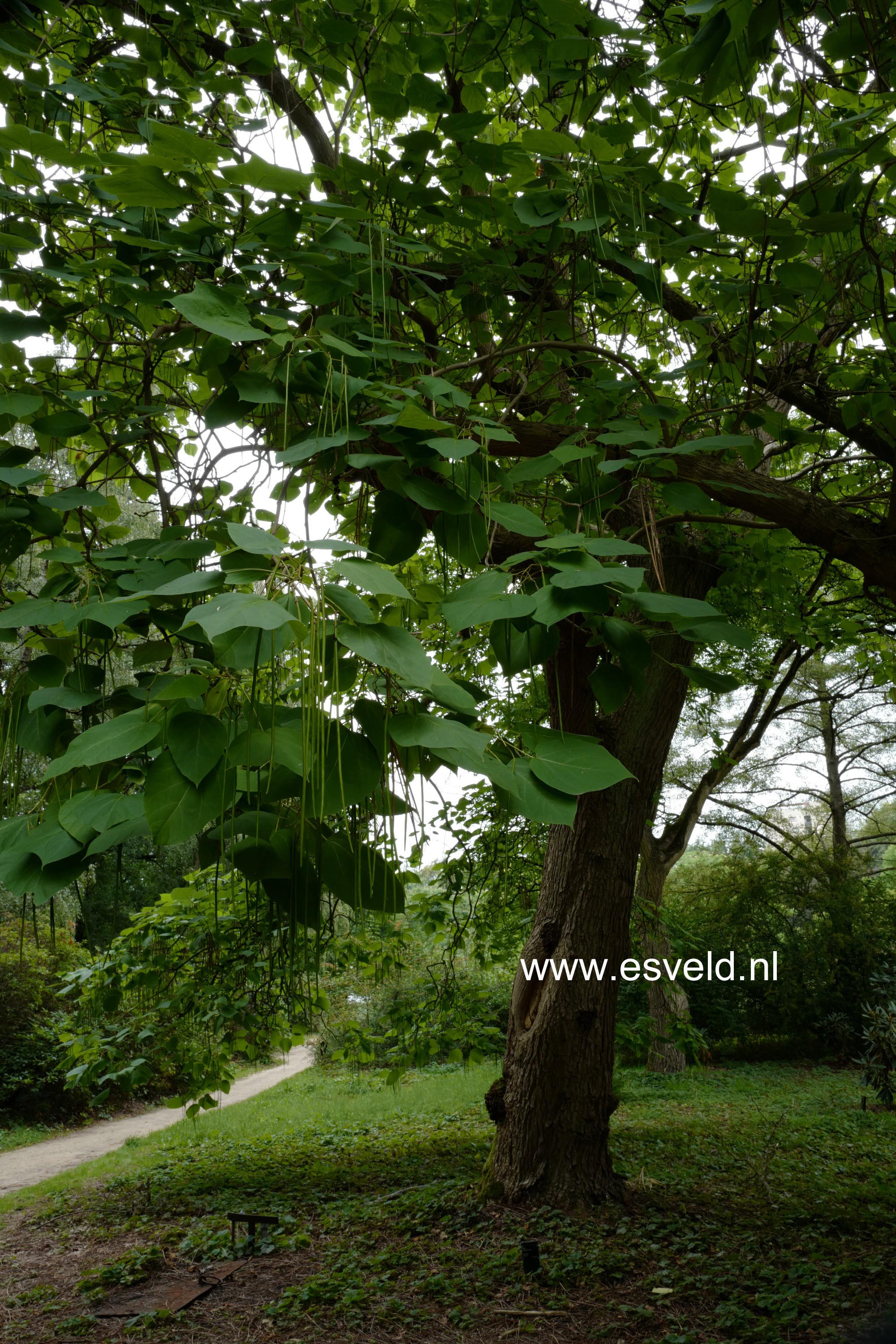 Catalpa bignonioides