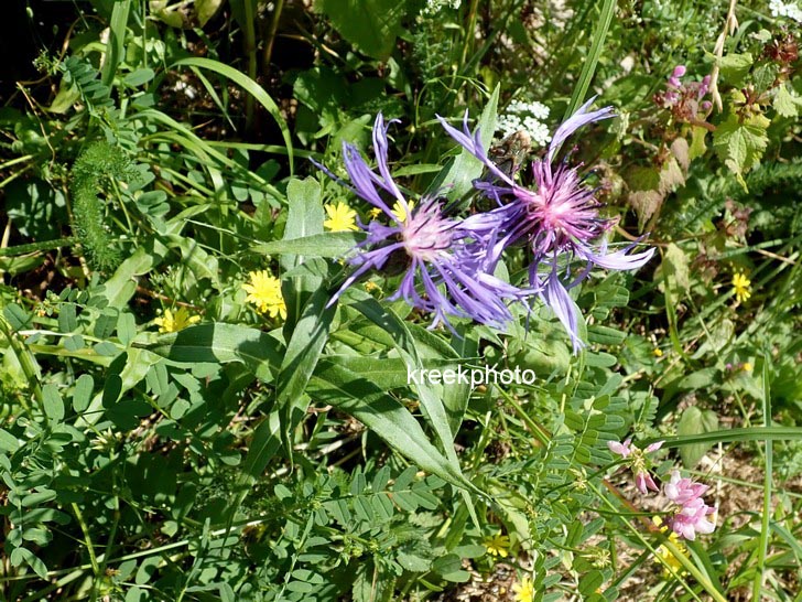 Centaurea montana
