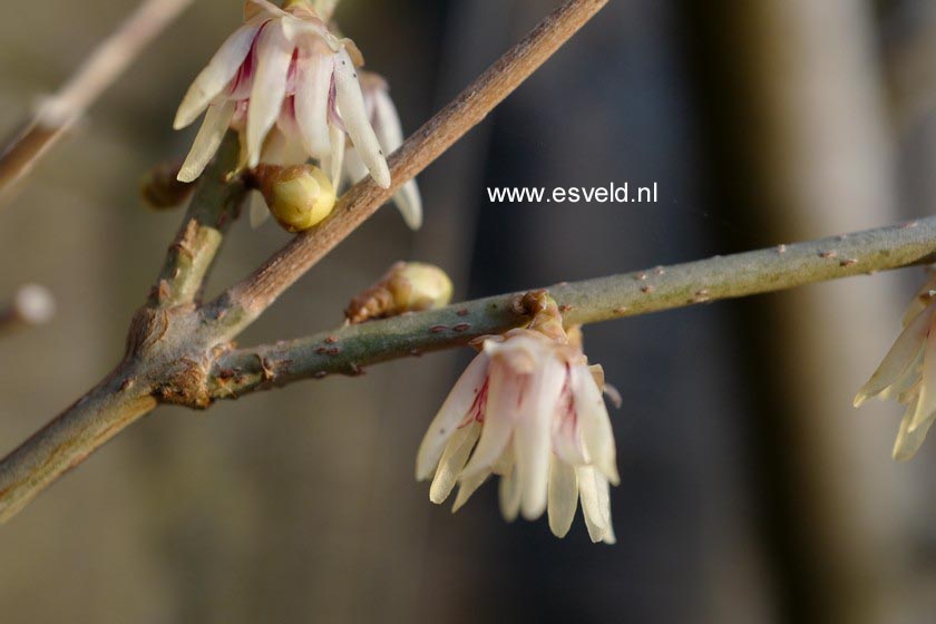Chimonanthus praecox