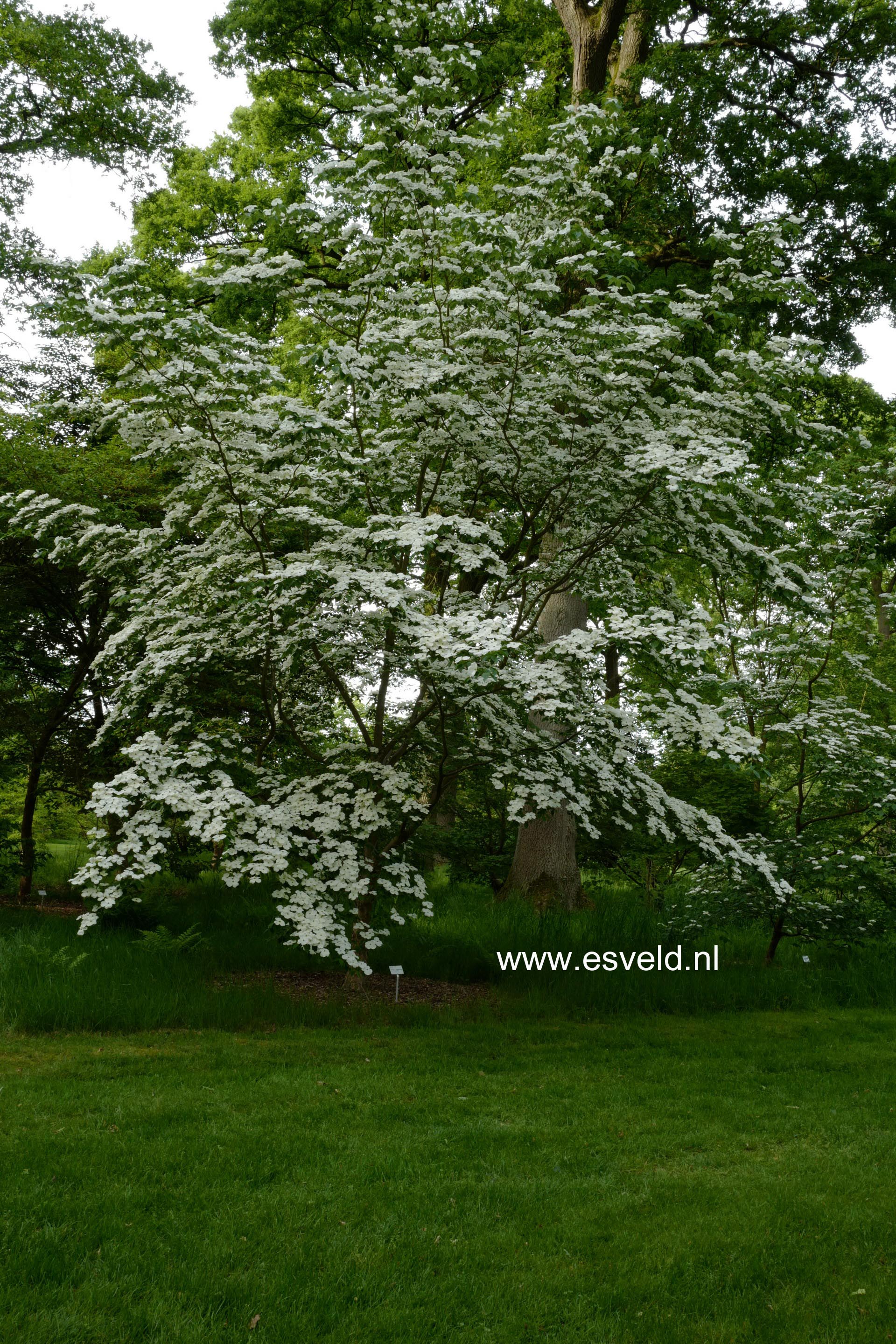 Cornus 'Rutdan' (CELESTIAL / GALAXY)