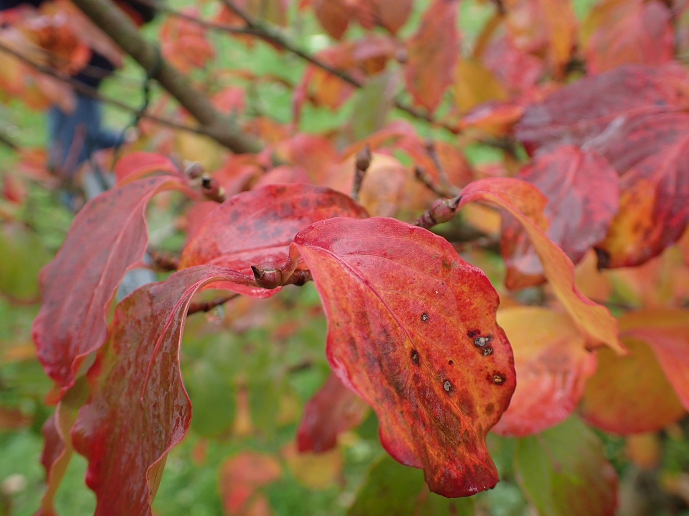 Cornus kousa 'Wieting's Select'
