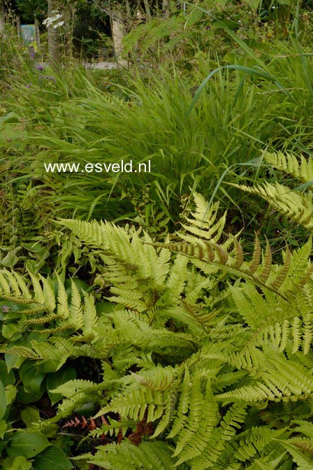 Dryopteris erythrosora