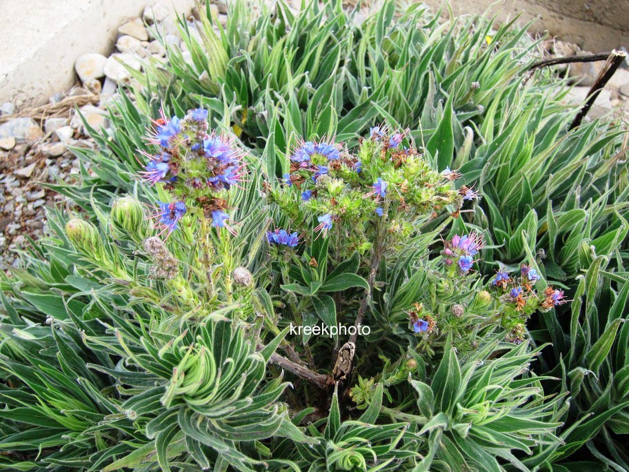 Echium vulgare