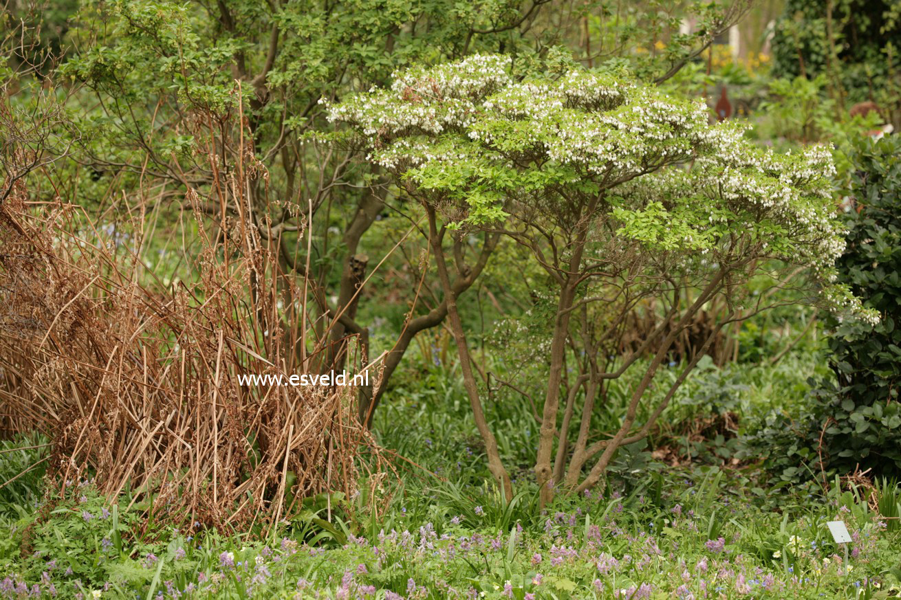 Enkianthus perulatus