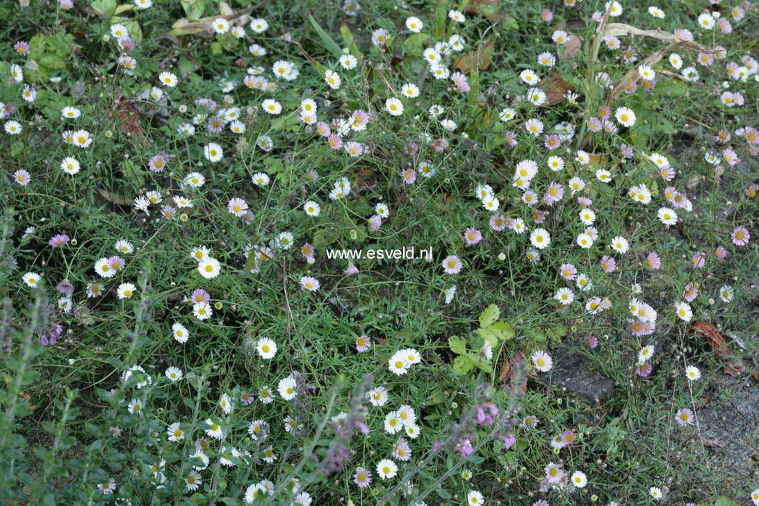 Erigeron karvinskianus