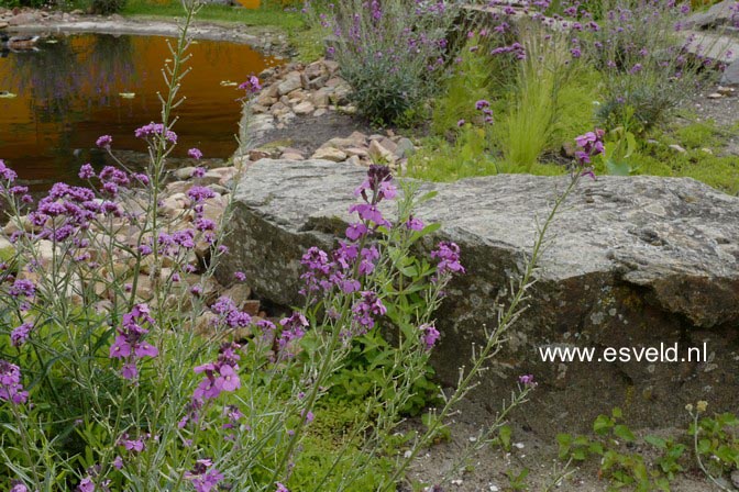 Erysimum 'Bowles Mauve'