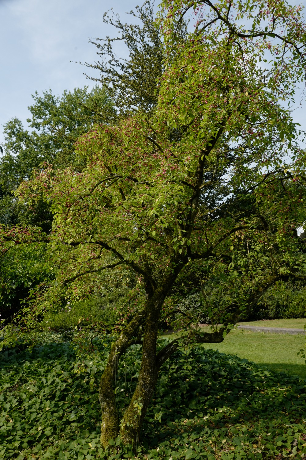 Euonymus phellomanus