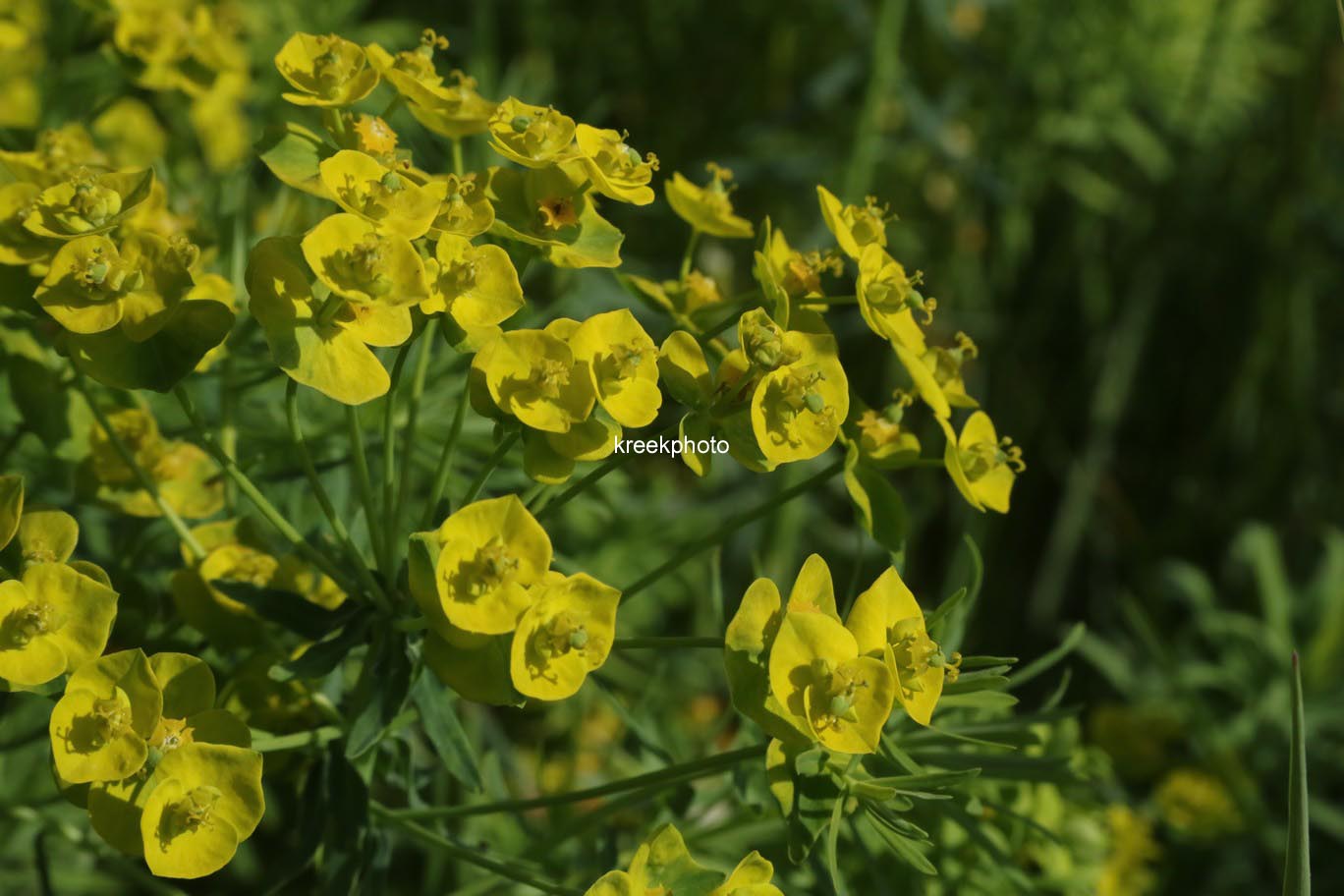 Euphorbia cyparissias