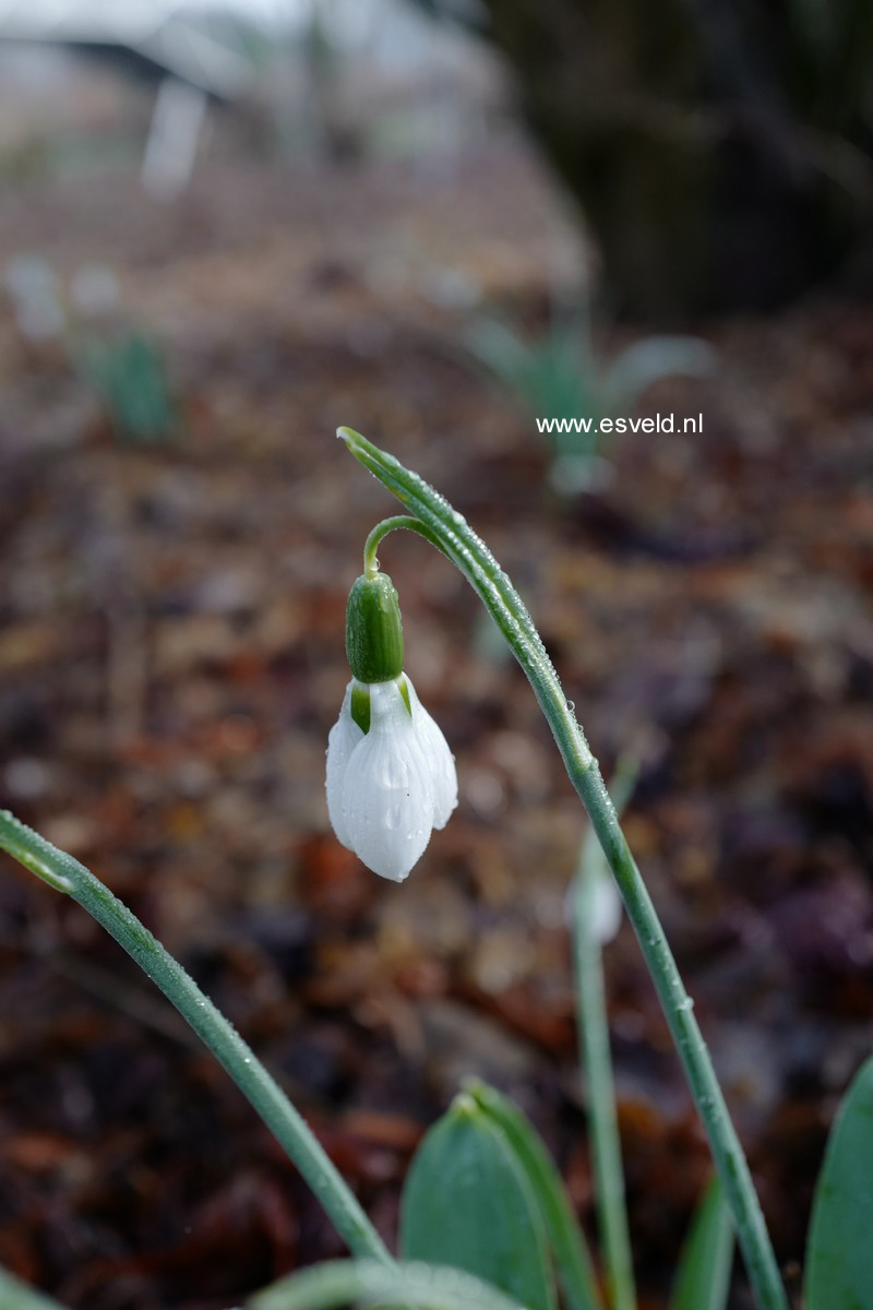 Galanthus nivalis