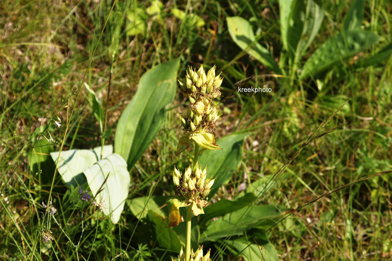 Gentiana lutea
