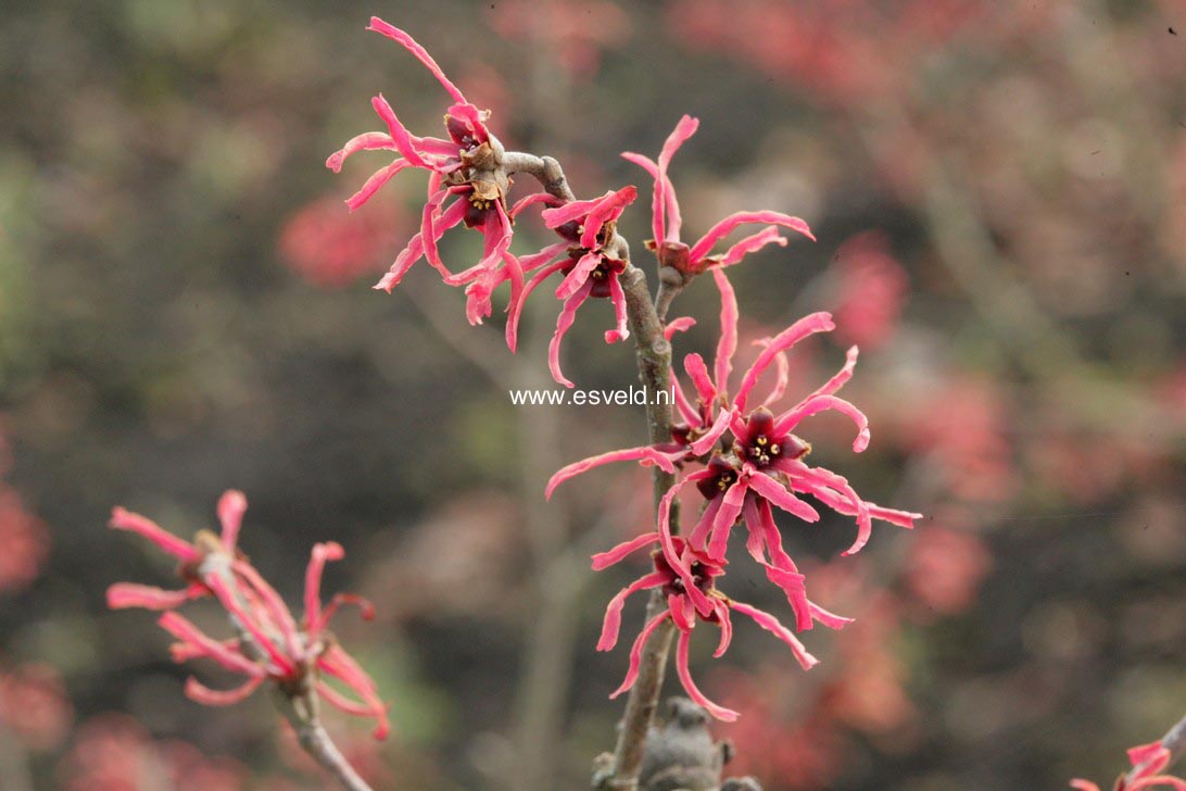 Hamamelis intermedia 'Ruby Glow'