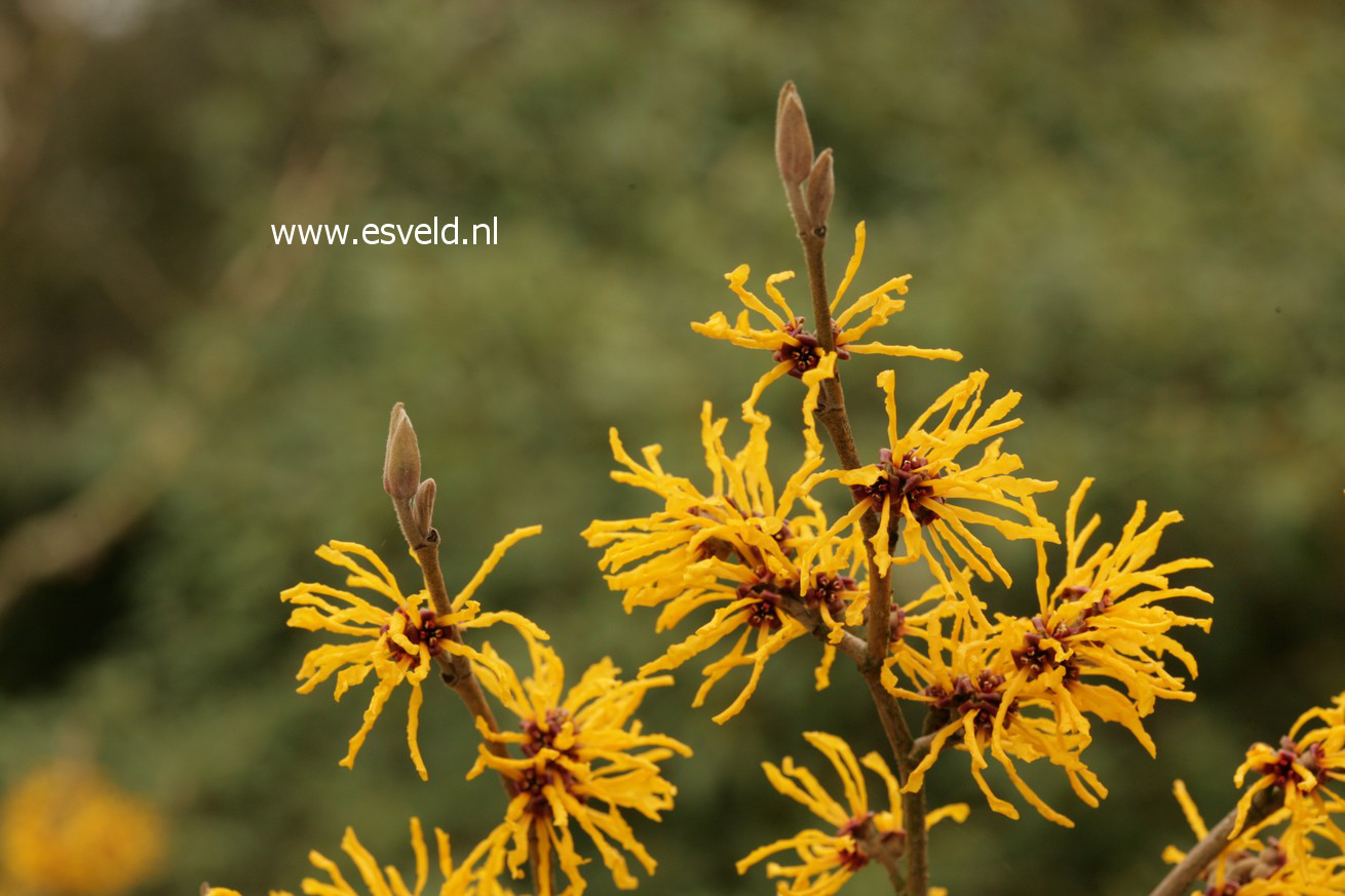 Hamamelis intermedia