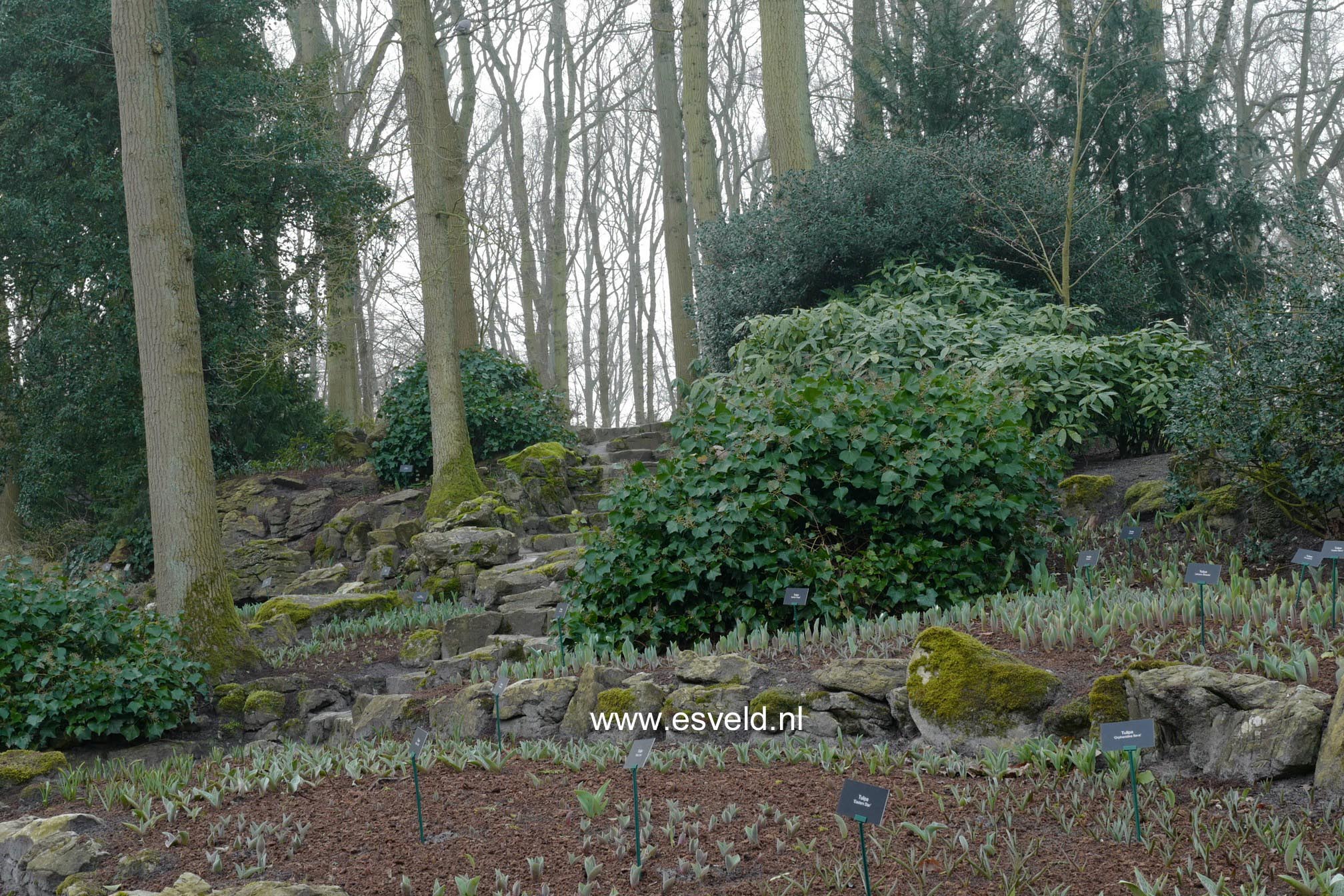 Hedera helix Arborescent Group