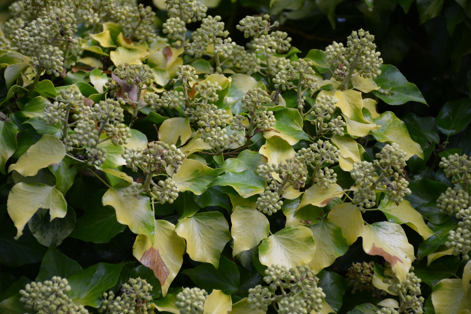 Hedera helix