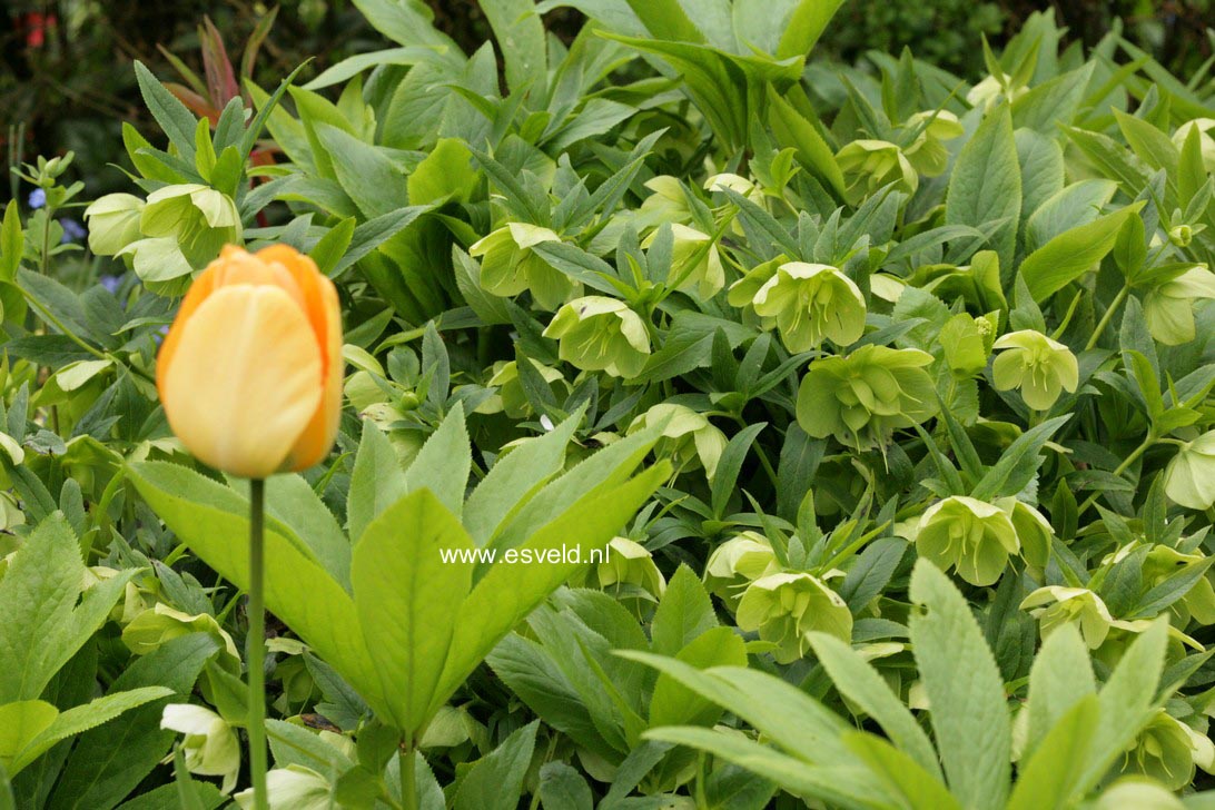 Helleborus orientalis