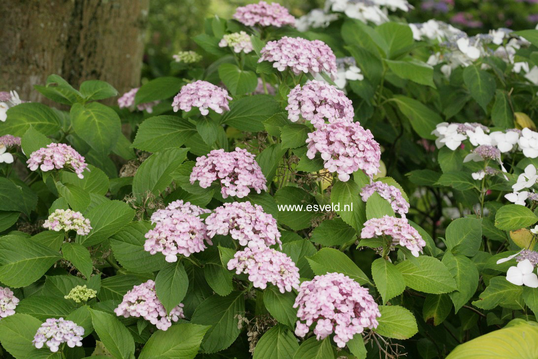 Hydrangea macrophylla 'Ayesha'