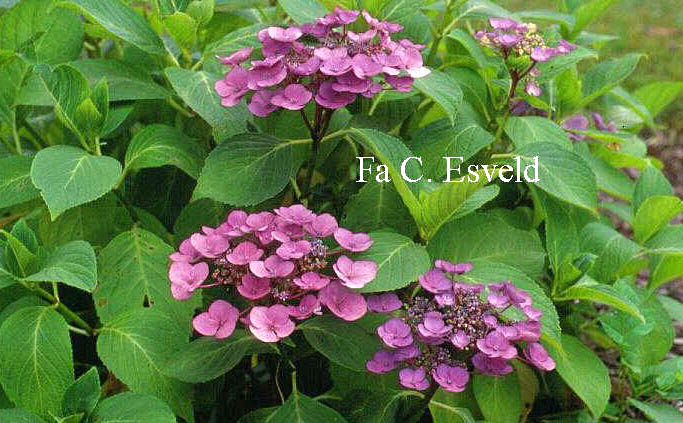Hydrangea macrophylla 'Mariesii Perfecta'