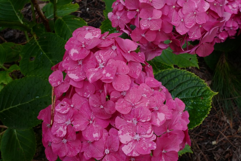 Hydrangea macrophylla 'Mme. G.J. Bier'