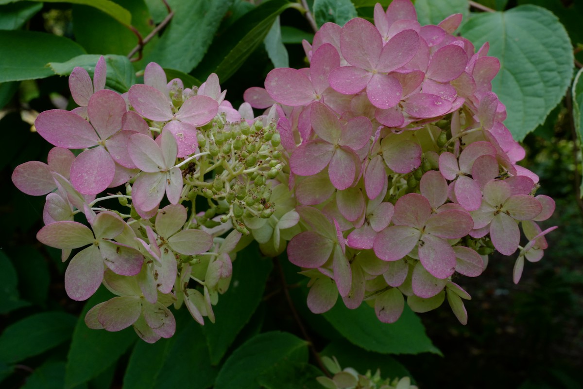 Hydrangea paniculata 'Grandiflora'