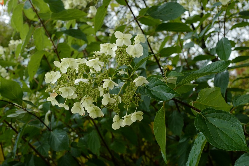 Hydrangea paniculata 'Tardiva'