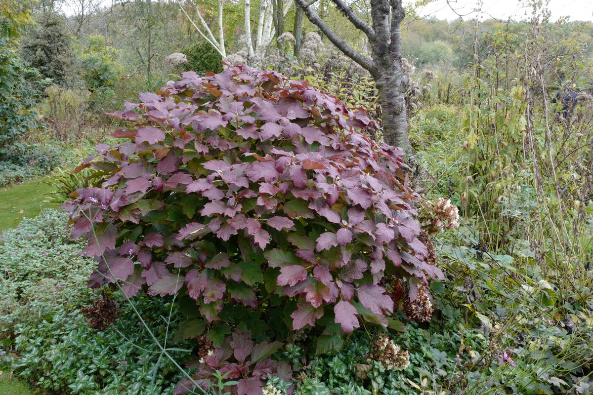 Hydrangea quercifolia 'Brido' (SNOWFLAKE)