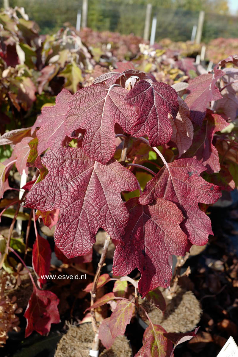 Hydrangea quercifolia 'Flemigea' (SNOWQUEEN)