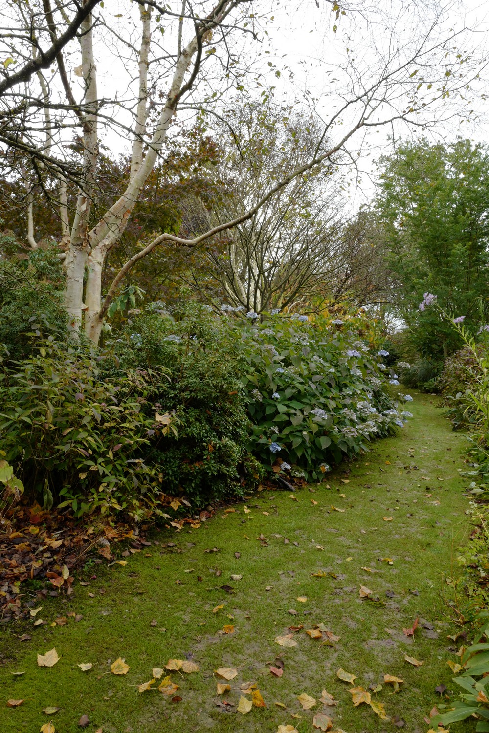 Hydrangea serrata 'Blue Deckle'