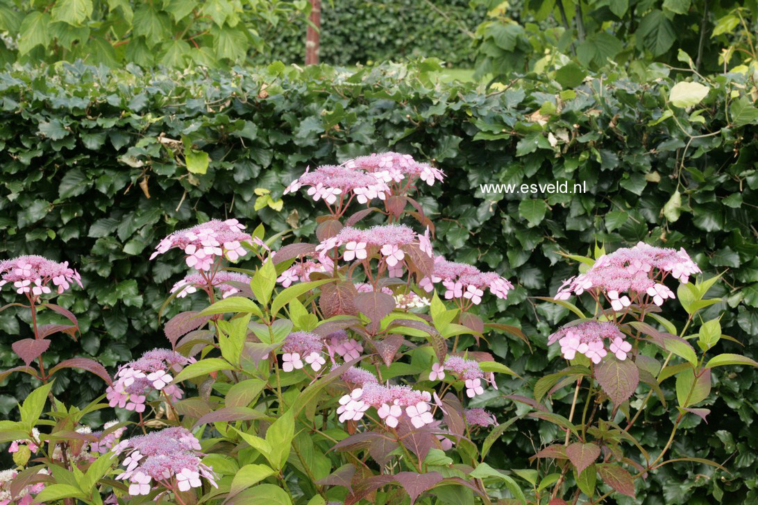 Hydrangea serrata 'Kuro-hime'