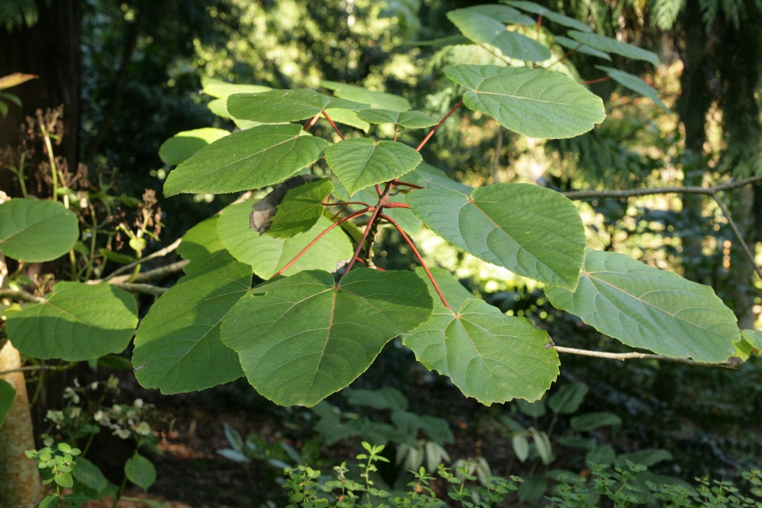 Idesia polycarpa