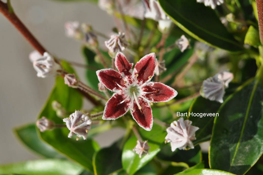 Kalmia latifolia 'Galaxy'